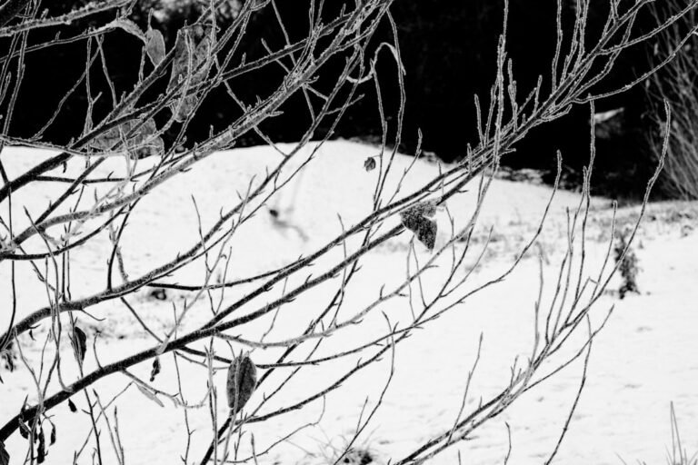 Capturing Winter’s Wildlife: A Technical Guide for Serious Photographers