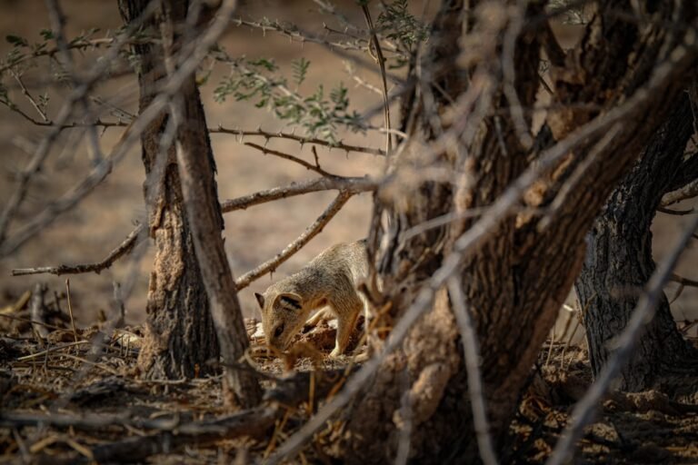From Postal Routes to Serengeti: Cinematographer’s Unconventional Path to Wildlife Filmmaking