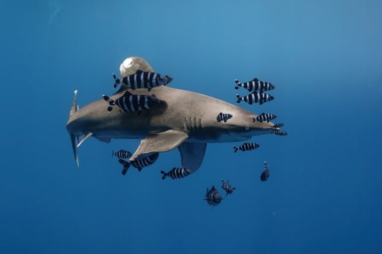Inside the Apex Predator: A Shark Photography Breakthrough