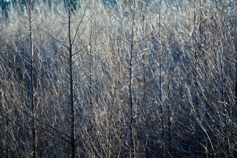 Rethinking The Golden Ratio: Separating Myth From Photography Technique