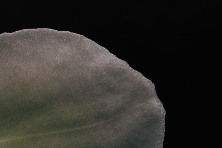 ESA Reveals Extraordinary Imagery of Phobos Above Martian Storm