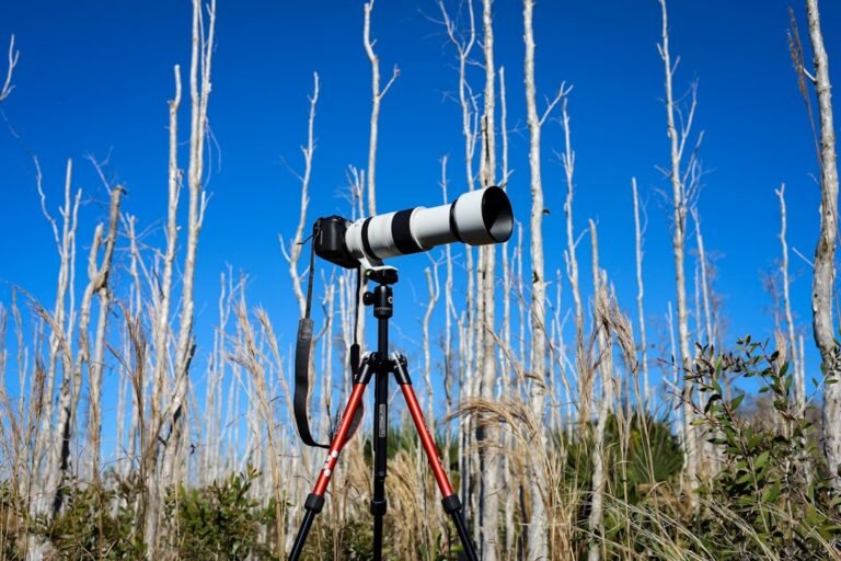 Canon EOS R6 Mark III: Real-World Performance Under Pressure