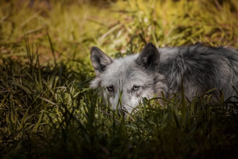 AI-Generated Wolf Photo Causes Search Crisis in South Korea
