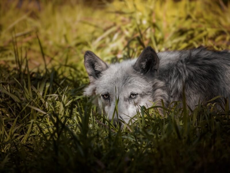 AI-Generated Wolf Photo Causes Search Crisis in South Korea
