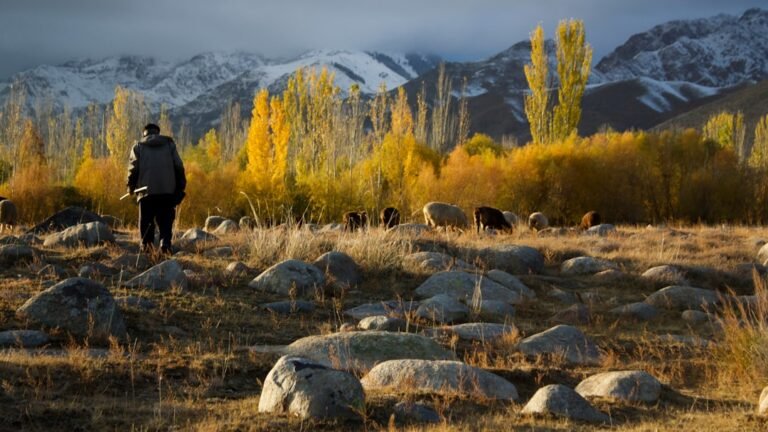 Four-Year Wildlife Documentation: Shepherds Battle Predators in Kyrgyz Mountains