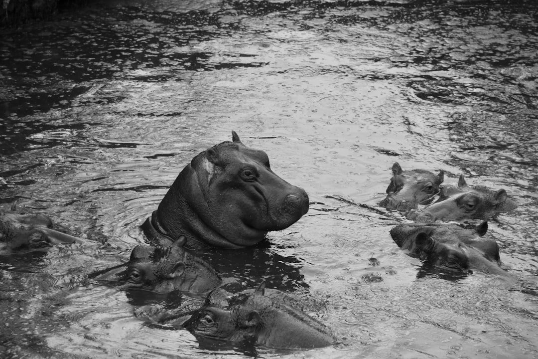 Year-Long Camera Trap Study Reveals Secret Animal Passage in Maasai Mara