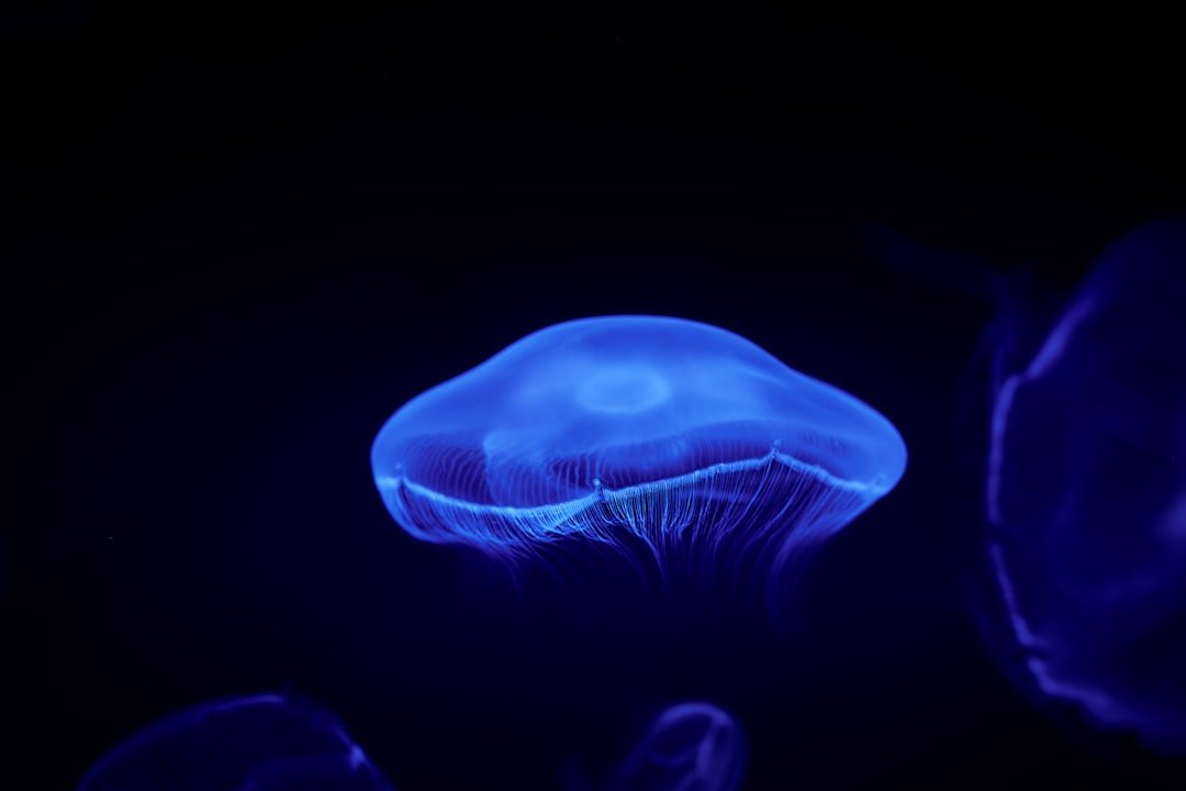 Unidentified Deep-Sea Creature Captured by Submersed Imaging Equipment