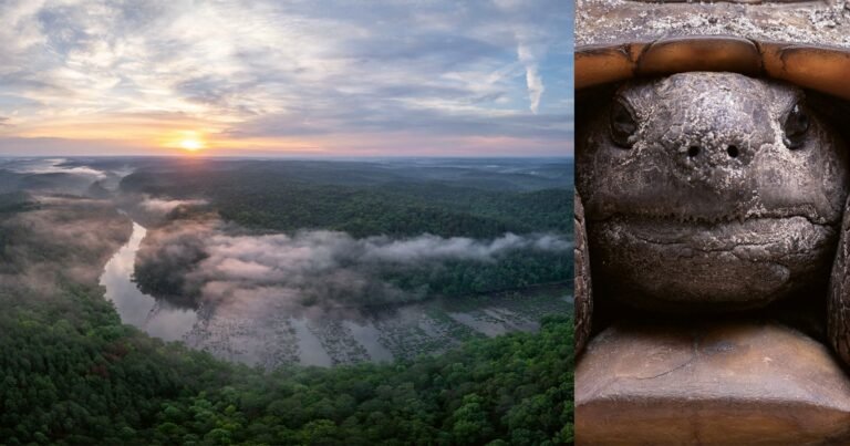 Capturing Disappearing Ecosystems: Inside America’s Tropical Frontier