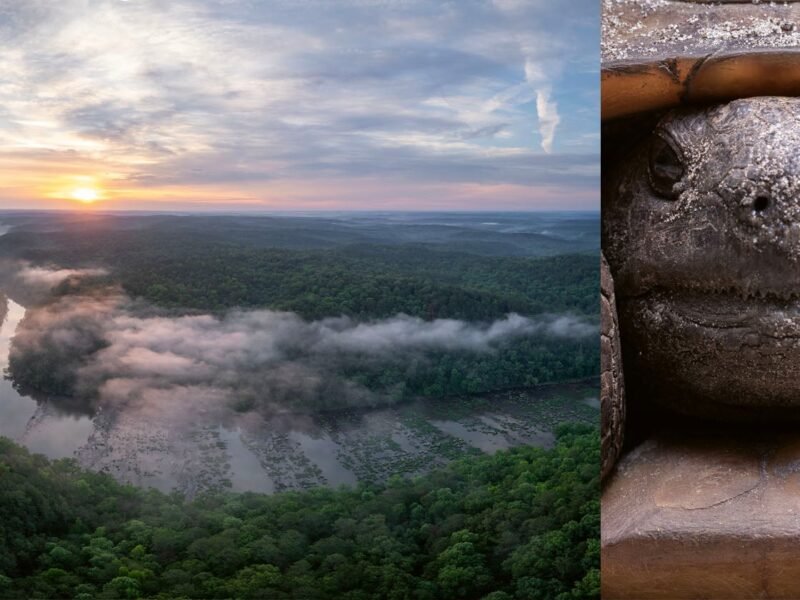 Capturing Disappearing Ecosystems: Inside America’s Tropical Frontier