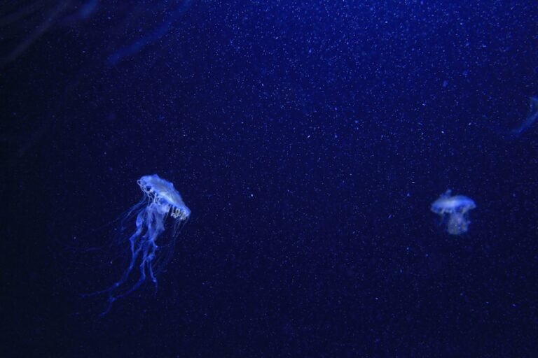 Advanced Imaging Reveals 31 Undocumented Deep-Sea Creatures