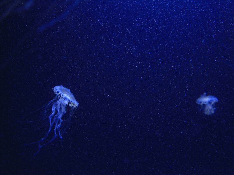 Advanced Imaging Reveals 31 Undocumented Deep-Sea Creatures