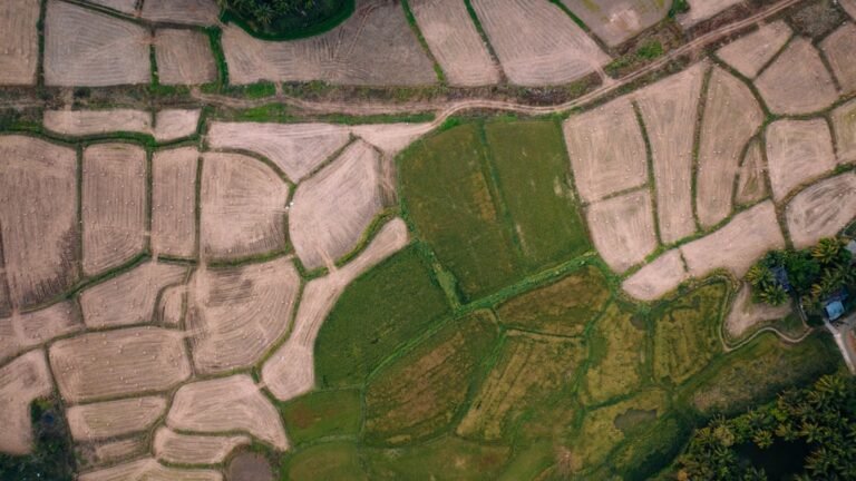 Monumental Sky Art: Cultivating Imagery Across French Countryside