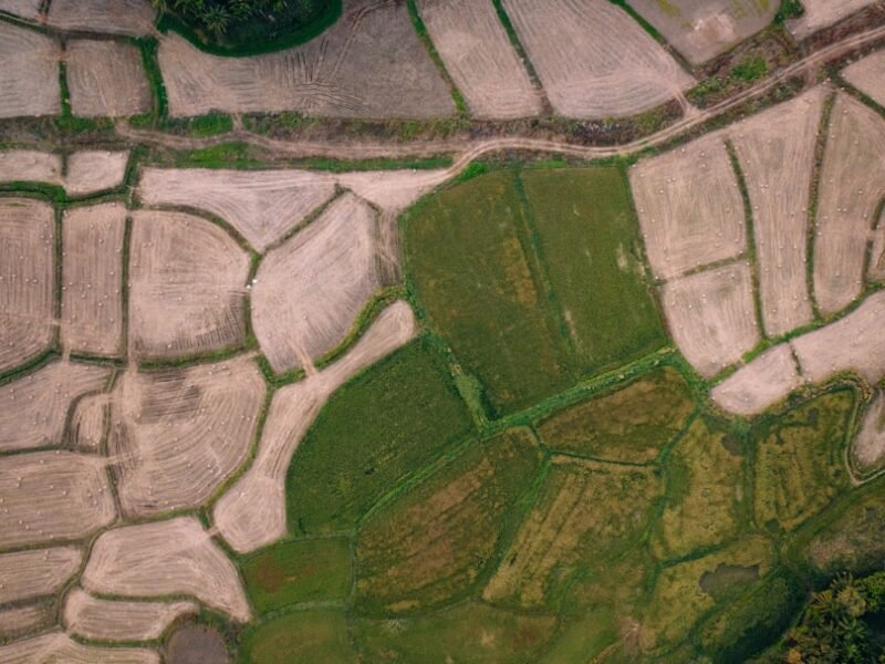 Monumental Sky Art: Cultivating Imagery Across French Countryside