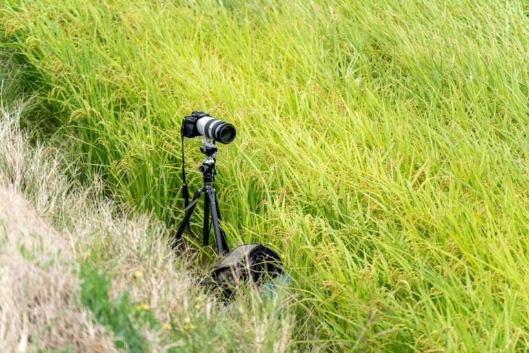 Top Camera Choices for Landscape Photography: 2026 Guide