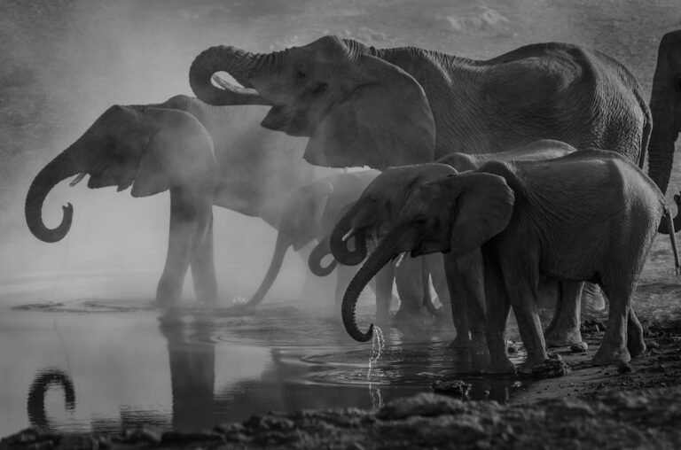 AI-Generated Wildlife Videos Threaten Scientific Credibility