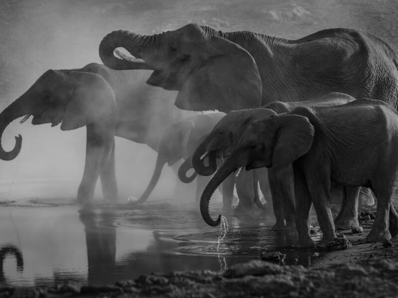 AI-Generated Wildlife Videos Threaten Scientific Credibility