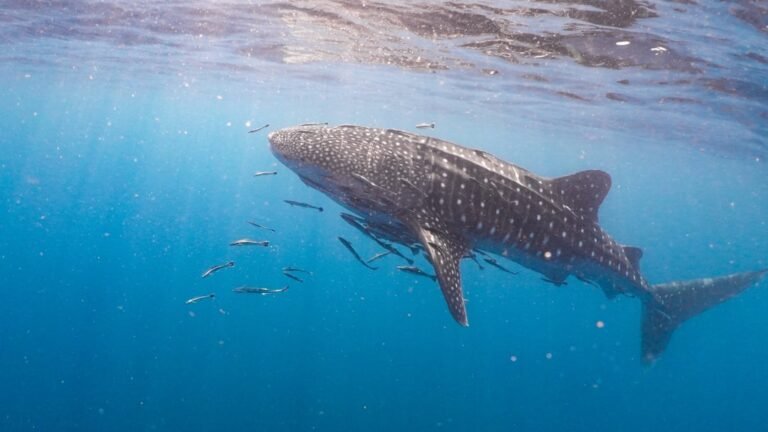 Capturing the Whale Shark: Revolutionary POV Documentation
