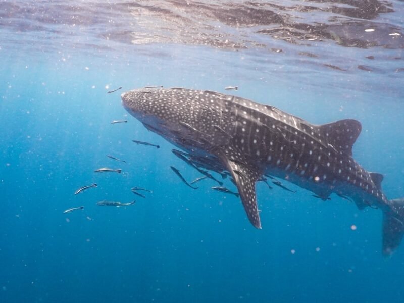 Capturing the Whale Shark: Revolutionary POV Documentation