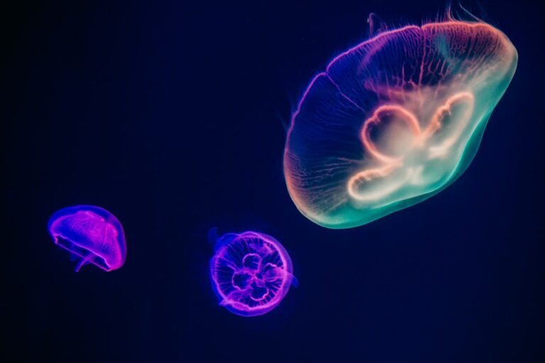 Deep Ocean Expedition Captures Never-Before-Seen Marine Life