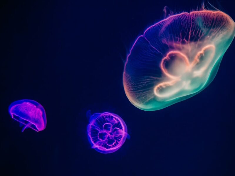 Deep Ocean Expedition Captures Never-Before-Seen Marine Life