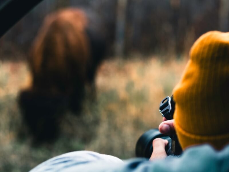 Master Wildlife Photography: 8 Essential Techniques Without Gear Investment