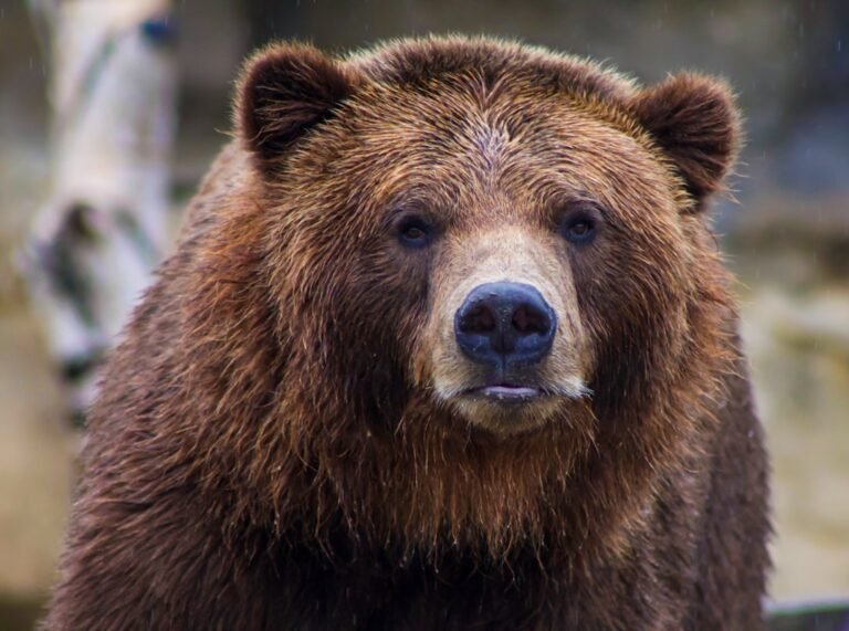 Wildlife Photographer Describes Serene Grizzly Encounter