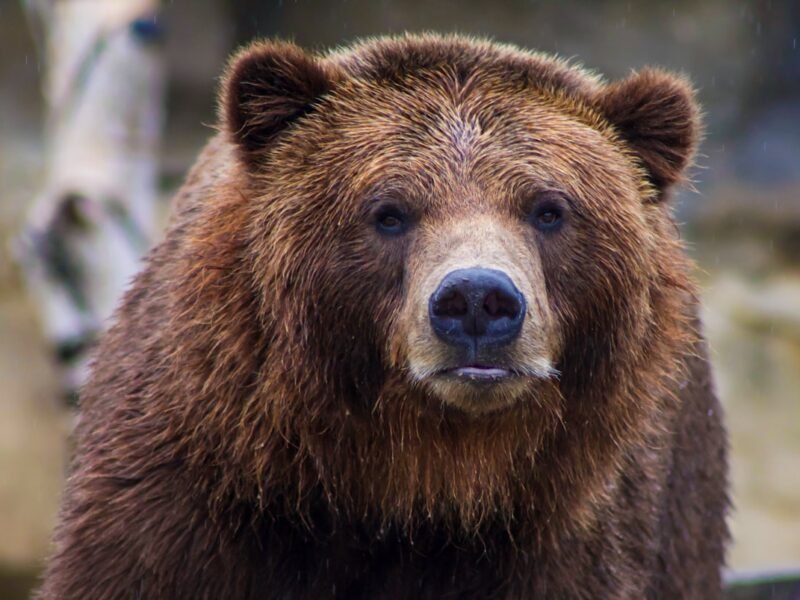Wildlife Photographer Describes Serene Grizzly Encounter
