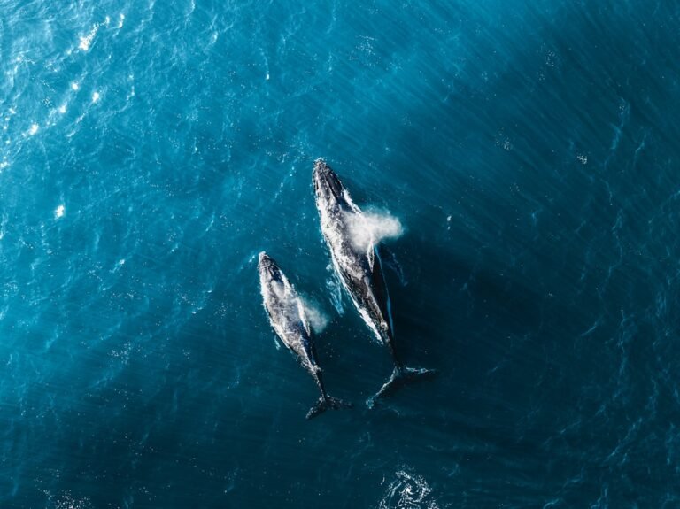 Historic Moment: Drone Captures Never-Before-Seen Whale Birth