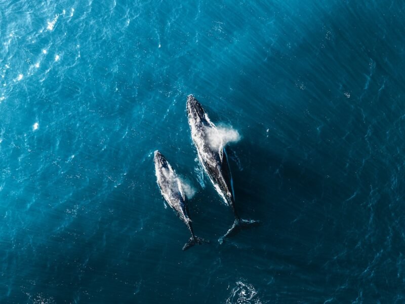 Historic Moment: Drone Captures Never-Before-Seen Whale Birth