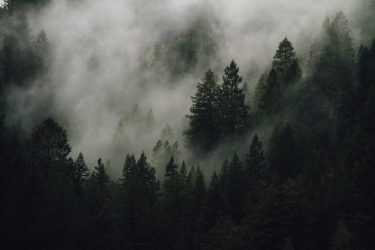 Mastering Atmospheric Photography: Transform Misty Conditions Into Visual Gold