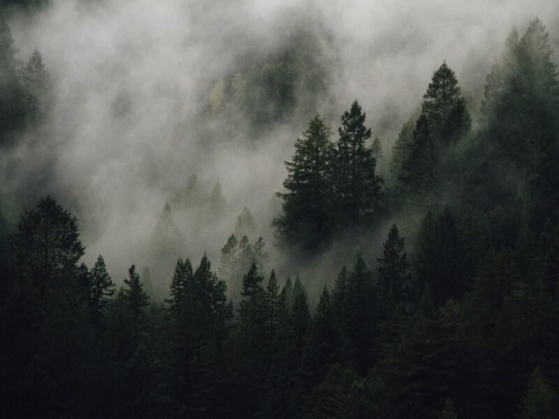 Mastering Atmospheric Photography: Transform Misty Conditions Into Visual Gold
