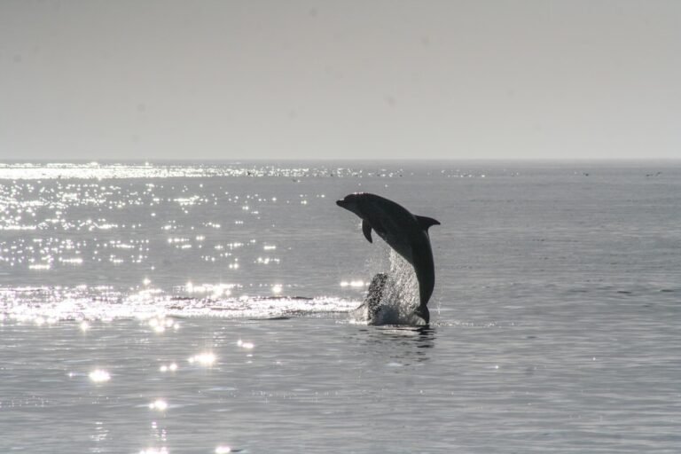 Mastering Marine Wildlife Photography: An Expert’s Guide to Capturing Dolphins in Motion