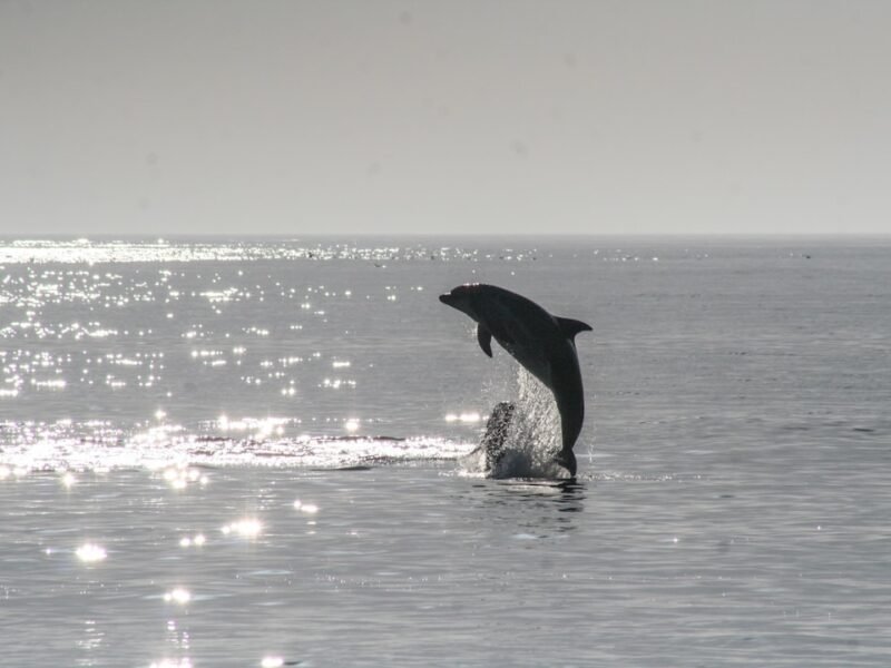 Mastering Marine Wildlife Photography: An Expert’s Guide to Capturing Dolphins in Motion