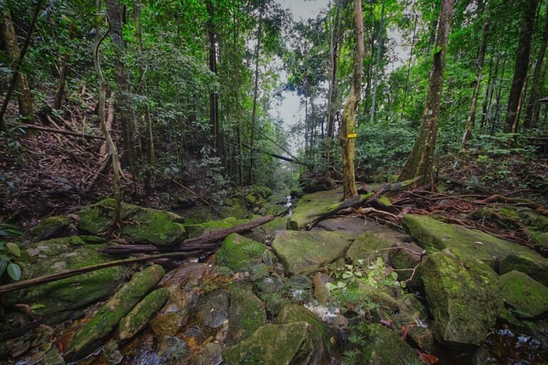 Motion-Activated Camera Reveals Lost Bird Species After 140 Years