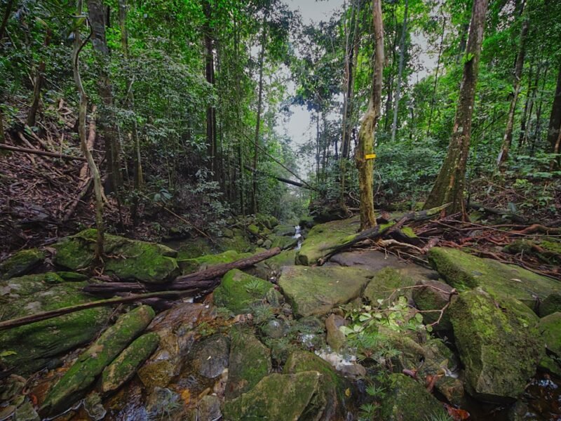 Motion-Activated Camera Reveals Lost Bird Species After 140 Years