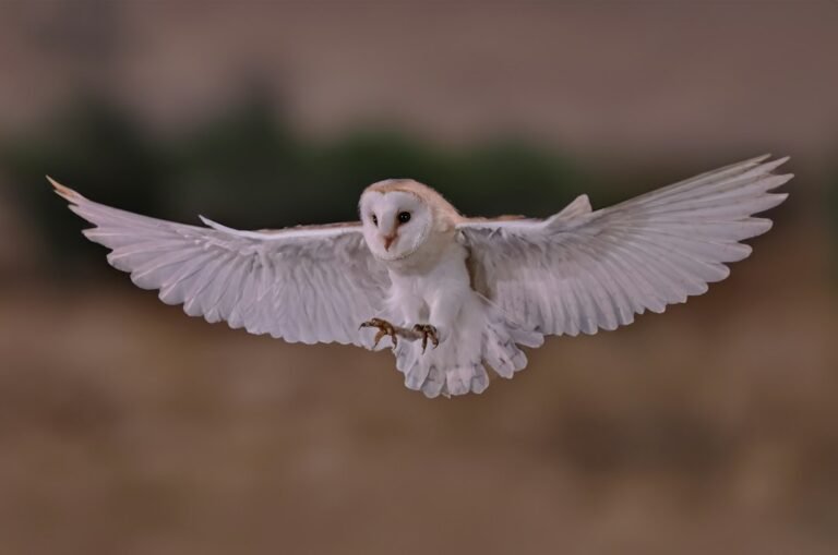 2026 Bird Photography Awards Celebrate Nature’s Raw Authenticity