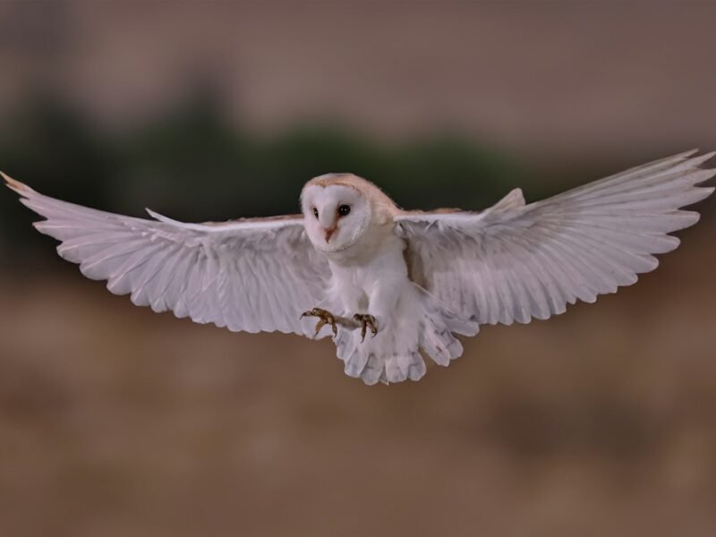 2026 Bird Photography Awards Celebrate Nature’s Raw Authenticity