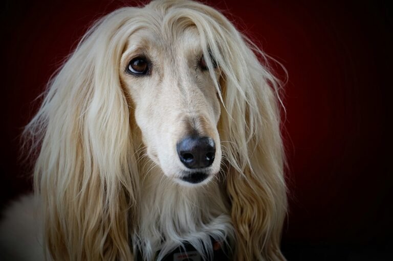 2026 Dog Photography Awards: 18 Stunning Images Crowned