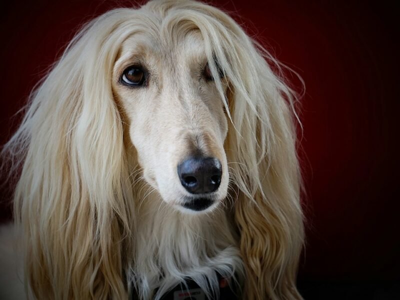 2026 Dog Photography Awards: 18 Stunning Images Crowned