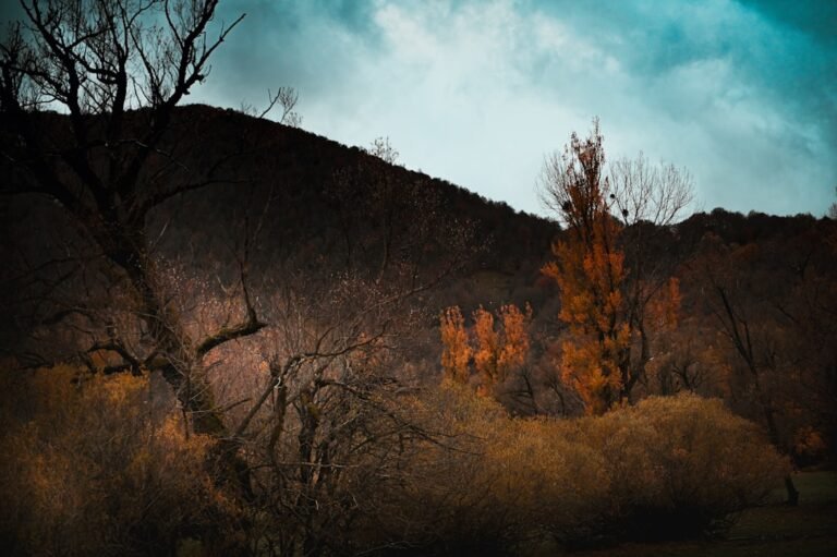 Automate Your Edits: AI-Powered Presets Transform Lightroom Workflows