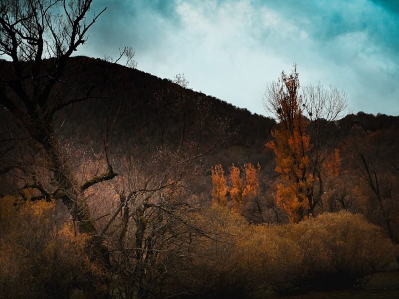 Automate Your Edits: AI-Powered Presets Transform Lightroom Workflows