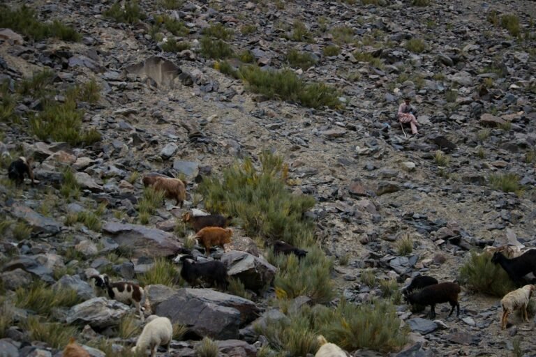 Motion-Activated Cameras Document Elusive Andean Cat
