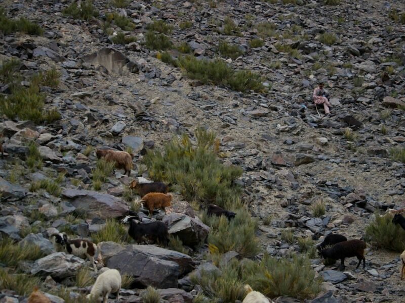 Motion-Activated Cameras Document Elusive Andean Cat