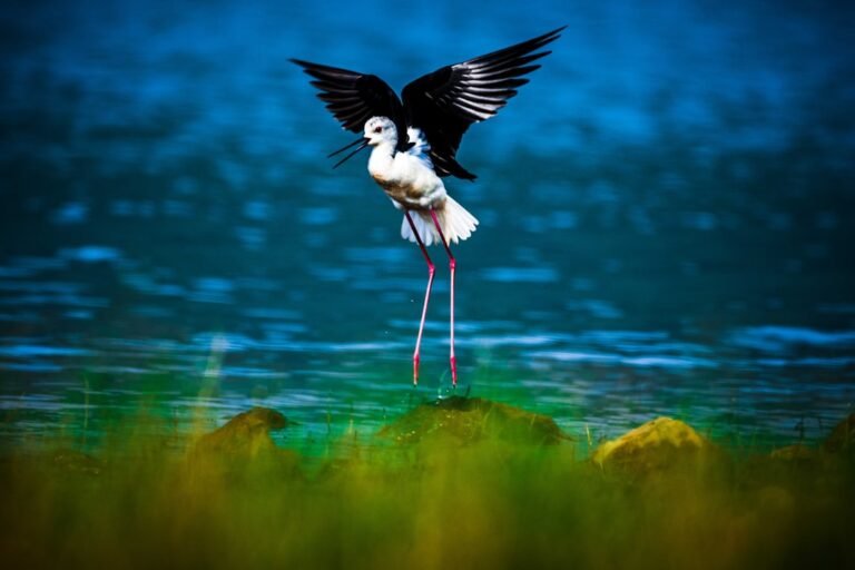 National Audubon Society Honors Avian Photography Excellence