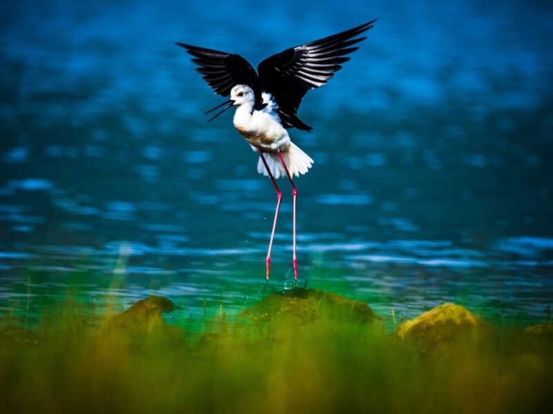 National Audubon Society Honors Avian Photography Excellence