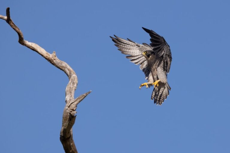 Teen Photographer’s Predator-Prey Moment Wins Major UK Competition