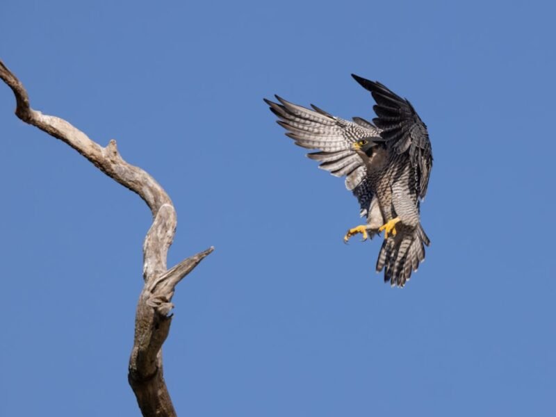 Teen Photographer’s Predator-Prey Moment Wins Major UK Competition