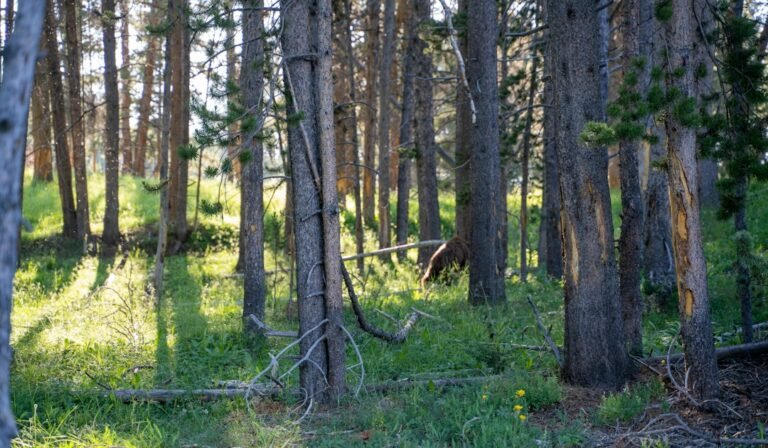 Wildlife Encounter Gone Wrong: Photographer’s Close Call with Mountain Lion