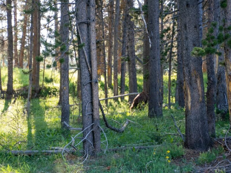 Wildlife Encounter Gone Wrong: Photographer’s Close Call with Mountain Lion