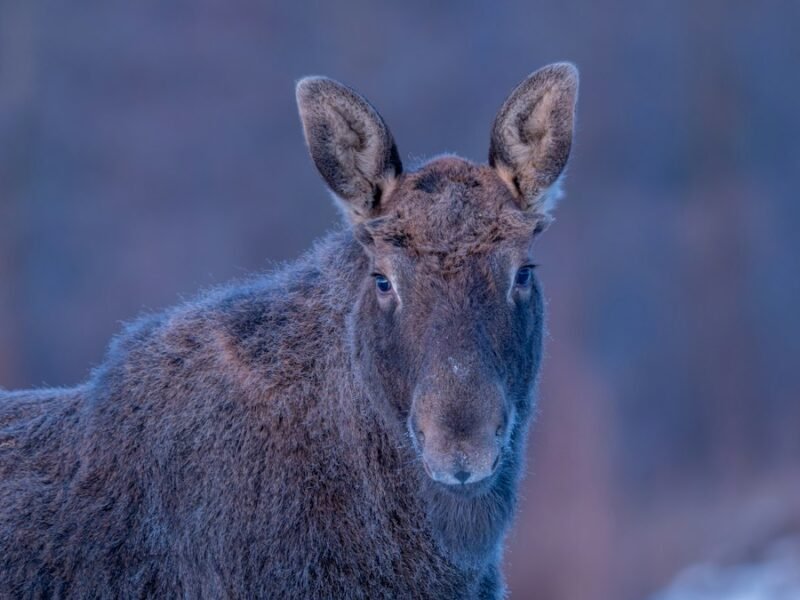 Hungarian Photographer Claims 2026 European Wildlife Photography Crown